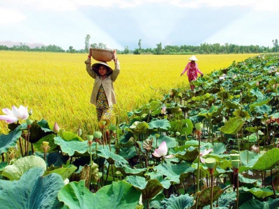 Luân canh sen trên đất lúa