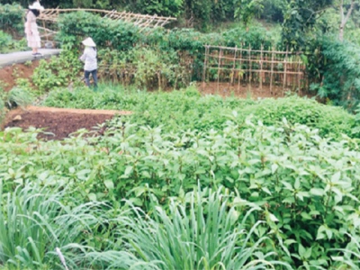 Space renting business for growing greens flourishes in Hanoi