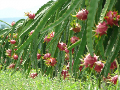 New Zealand helps Vietnam improve value chain steps for dragon fruit export