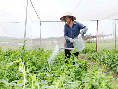 Mô hình nhà lưới sản xuất rau an toàn không lo nắng nóng