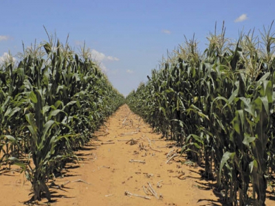 Managing resistance of African stem borer to BT-maize