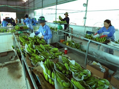 Vietnams agricultural products facing barriers to enter Chinese market