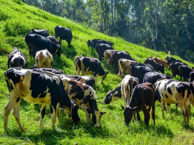 Supplementing diets for pastured-raised dairy cows may boost milk yields