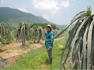 Fruit farmers strike it rich in northern Vietnam