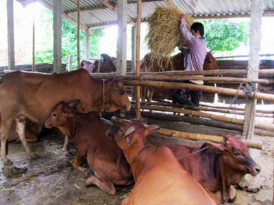 Việt Nam to develop cattle breeding, say officials