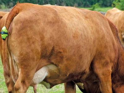 4 useful phone apps and technology for herd management