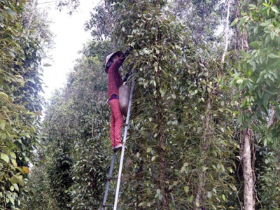 Cajuput tree trellises used to grow pepper