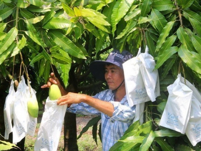 Moc Chau strives to export up to 500 tonnes of mango to China