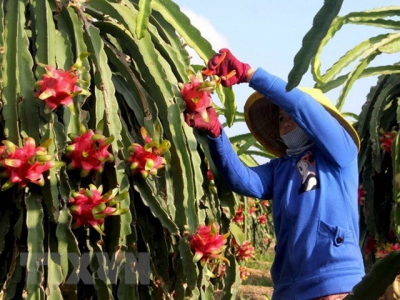 High-quality dragon fruit varieties crucial to boosting exports