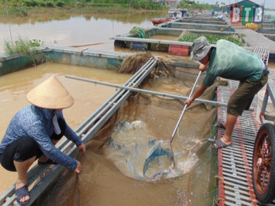 Chăm sóc và bảo vệ các đối tượng thủy sản mùa nắng nóng