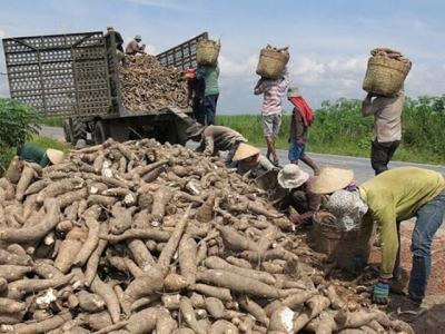 Sliced cassava exports increase sharply