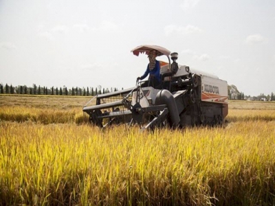 Paddy prices slightly increase after resumption of rice export