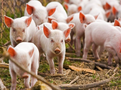 Farmers troubled as piglet prices double from last year