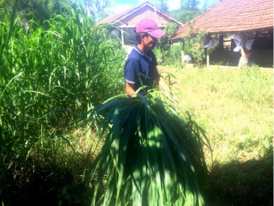 Phát triển mạnh trồng cỏ nuôi bò