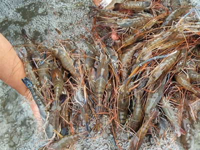 Paradox in shrimp exports: market needs small sized shrimp while companies demand