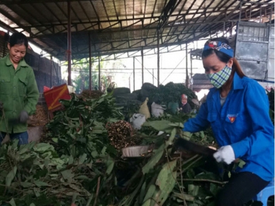 Planting cinnamon for export