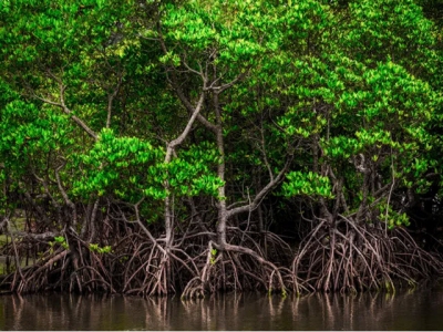 Mekong Delta province encourages shrimp breeding in mangroves