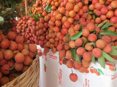 Bac Giang lychees to be shipped to US market