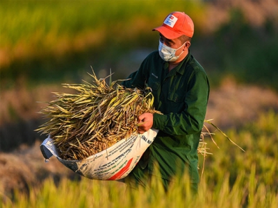 Vietnam rates fall as buyers hunt cheaper deals