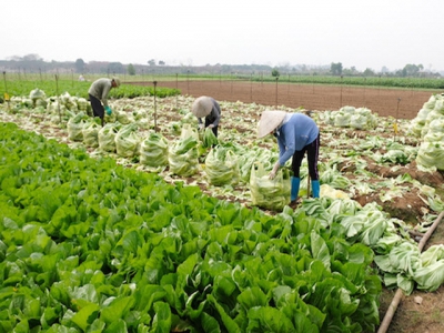 Hanoi to team up with provinces in farm produce consumption