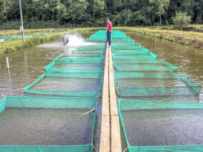 How welfare can help Brazils tilapia aquaculture sector fare well