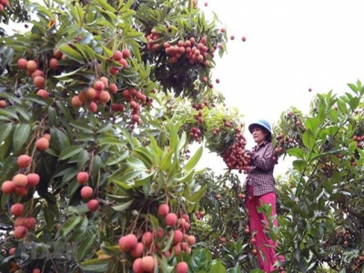 Portal expected to reach big lychee consumers