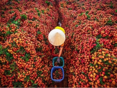 Luc Ngan daily exports about 150 tonnes of lychee to Cambodia