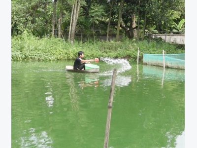 Kiểm soát tảo trong ao nuôi trồng thủy sản