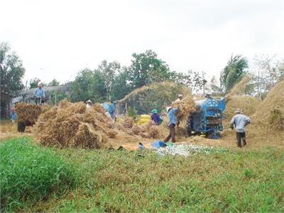 Cánh Đồng Mẫu Giúp Tăng Năng Suất, Chất Lượng, Hiệu Quả Sản Phẩm