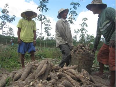 Thoát Nghèo Nhờ Cây Sắn