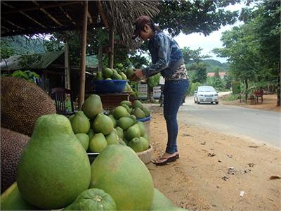 Vui Mùa Thanh Trà