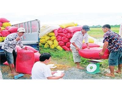 Giá Lúa Gạo Tại Đồng Bằng Sông Cửu Long Giảm