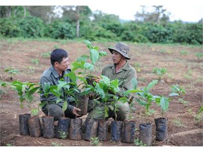 6,9 Triệu Cây Cà Phê Giống Mới Đã Được Phân Phối Tới Nông Dân