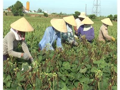 Đẩy Mạnh Phát Triển Vùng Chuyên Canh