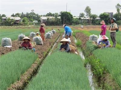 Giá Rau Màu Tăng Mạnh Vào Mùa Nước Nổi