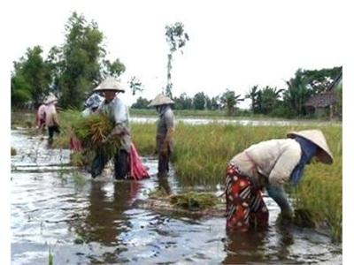 Nông Dân Ngoài Vùng Đê Bao Thu Hoạch Lúa Chạy Lũ