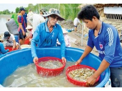 Cà Mau Hướng Đến Nuôi Thuỷ Sản Bền Vững