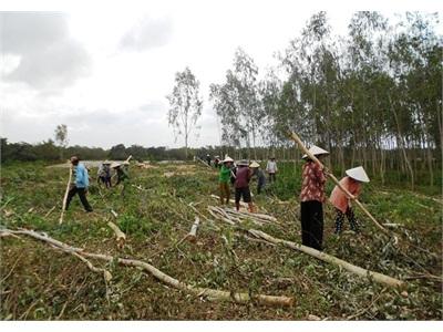 Khai Thác Rừng Non, Thiệt Kép