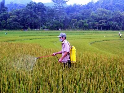 Xuất hiện bệnh bạc lá, đốm sọc vi khuẩn hại lúa Mùa tại xã Đạo Đức