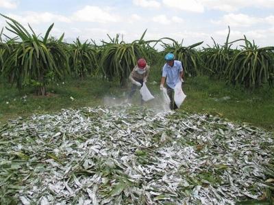 Phòng trừ bệnh đốm nâu trên cây thanh long mùa mưa