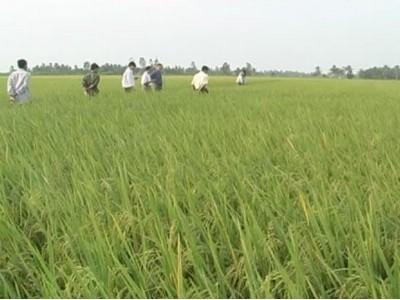 Huyện Long Phú (Sóc Trăng) phát huy hiệu quả cánh đồng lúa lớn