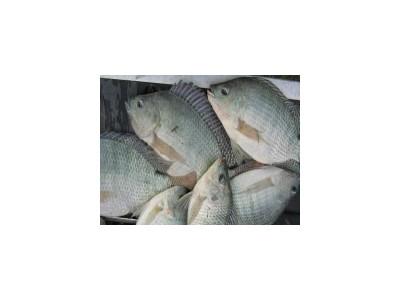 Đực hóa cá rô phi Oreochromis niloticus bằng phương pháp ngâm trong nước pha spironolacton