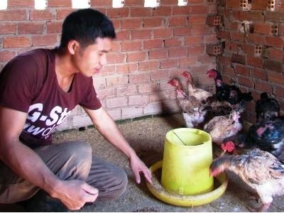 Thuần hóa giống gà Đông Tảo ở Lâm Hà (Lâm Đồng)