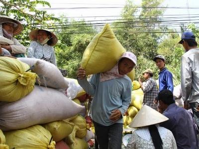 Giá giảm, thương lái bẻ kèo, nông dân vỡ mộng với lúa hè thu muộn