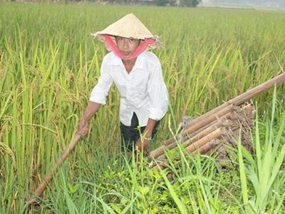 Kiểm tra mô hình nuôi thâm canh lươn đồng