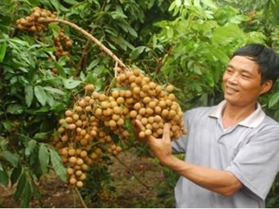 Nhãn lồng Hưng Yên mong sao đầu xuôi đuôi lọt