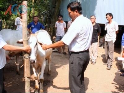 Phát triển đàn bò theo hướng công nghệ cao