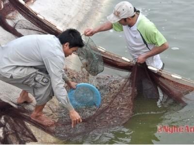 Kinh nghiệm nuôi tôm vụ 1 quản lý tốt mật độ nuôi và chất lượng nước