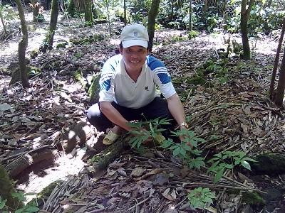 Vùng cao Quảng Nam kỳ vọng thoát nghèo từ sâm Ngọc Linh