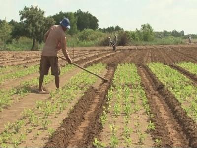 Mô hình trồng màu trên đất bồi ven đê cho hiệu quả cao ở huyện Trần Đề (Sóc Trăng)